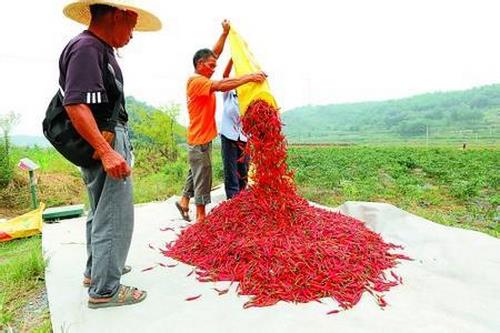 新圩红辣椒特产：独特包装设计，彰显地道风味，吸引食客目光