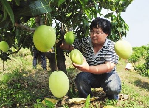 仁和芒果特产：精美包装设计指南，提升设计曝光率