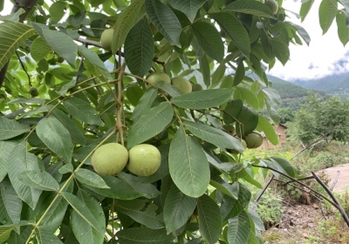 德昌核桃特产：精美包装盒设计指南，提升设计效率的关键要素