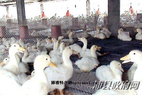 小杨屯村肉鸭特产包装盒设计指南：优化设计友好性，提升品牌曝光