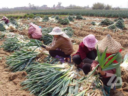 漳浦大葱特产包装盒设计指南：设计优化与吸引力兼具