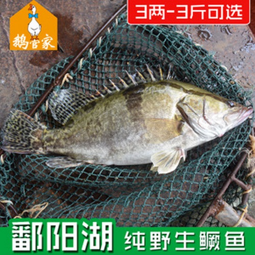 鄱阳湖鳜鱼特产：精美包装设计指南，设计优化必备！