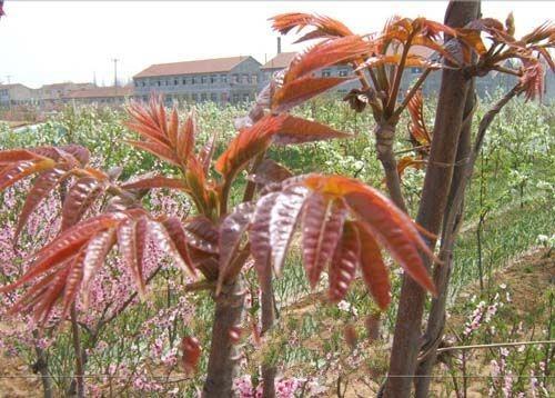 优化设计习惯：如何打造独特且引人注目的寺头红香椿特产包装盒设计