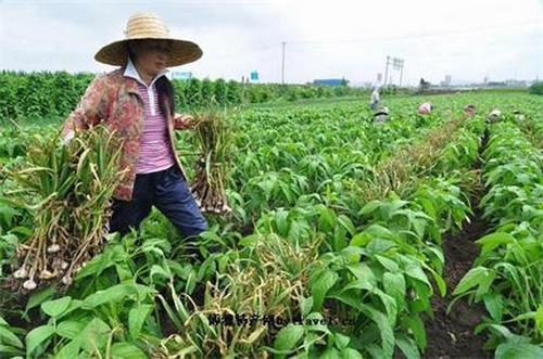 宁安大蒜特产包装盒设计指南：打造设计引擎友好的独特外观